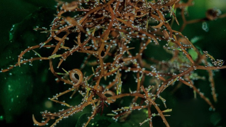 Cây Rau đông. Hypnea japonica Tanaka; - Cây Thuốc Nam Quanh Ta
